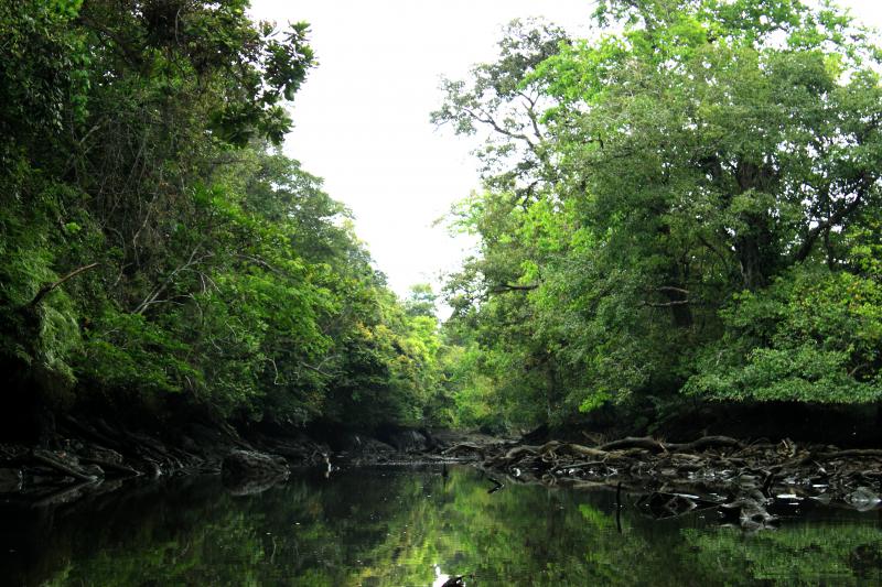 Reserva Ecológica Manglares Cayapas Mataje   