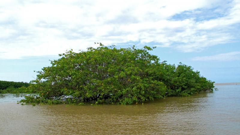 Refugio de Vida Silvestre Manglar del Estuario de Río Esmeraldas   