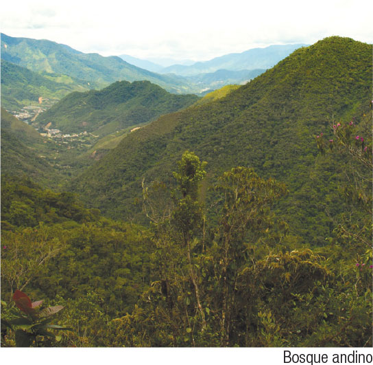 Parque Nacional Podocarpus | Sistema Nacional de Áreas Protegidas del  Ecuador